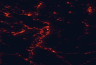 Satellite night-light map of the 50 km around Dornbirn, with Sankt Gallen, Bregenz and Lustenau marked