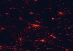 Satellite night-light map of the 50 km around Osijek, with Sombor, Vinkovci and Vukovar marked