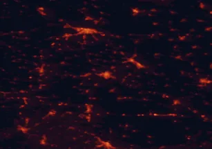 Satellite night-light map of the 50 km around Vinkovci, with Osijek, Vukovar and Brčko marked