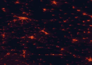 Satellite night-light map of the 50 km around Vukovar, with Osijek, Vinkovci and Sombor marked