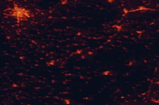 Satellite night-light map of the 50 km around Hodonín, with Brno, Brno střed and Zlín marked