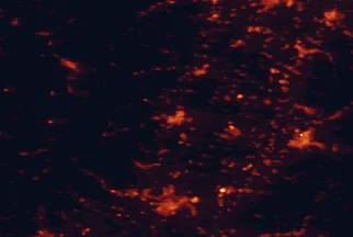 Satellite night-light map of the 50 km around Colmar, with Freiburg, Mulhouse and Lahr marked