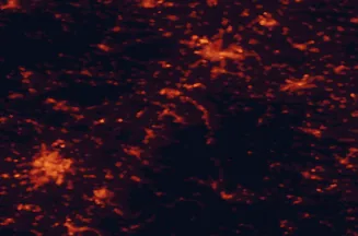 Satellite night-light map of the 50 km around Baden-Baden, with Karlsruhe, Strasbourg and Pforzheim marked