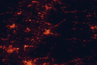 Satellite night-light map of the 50 km around Freiburg, with Mulhouse, Colmar and Emmendingen marked