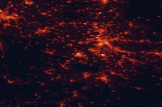 Satellite night-light map of the 50 km around Sindelfingen, with Stuttgart, Karlsruhe and Tübingen marked