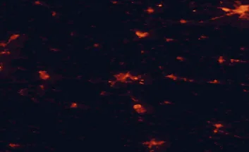 Satellite night-light map of the 50 km around Frankfurt (Oder), with Gorzów Wielkopolski, Eisenhüttenstadt and Fürstenwalde marked