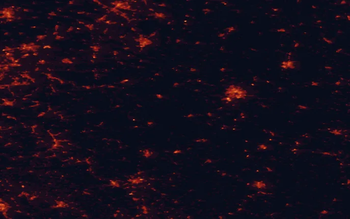 Satellite night-light map of the 100 km around Kellerwald-Edersee National Park, with Kassel, Paderborn and Hamm marked