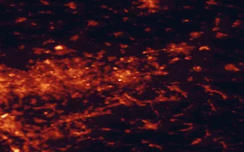 Satellite night-light map of the 50 km around Dortmund, with Essen, Bochum and Wuppertal marked