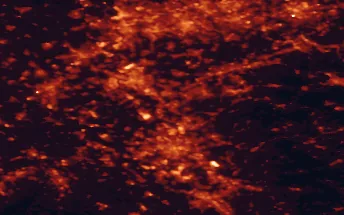Satellite night-light map of the 50 km around Langenfeld, with Köln, Düsseldorf and Essen marked
