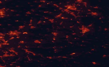 Satellite night-light map of the 50 km around Lippstadt, with Bielefeld, Hamm and Paderborn marked