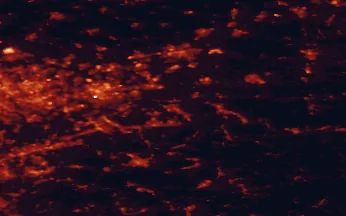 Satellite night-light map of the 50 km around Menden, with Dortmund, Bochum and Wuppertal marked