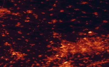 Satellite night-light map of the 50 km around Wesel, with Duisburg, Essen and Bochum marked