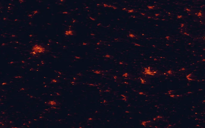 Satellite night-light map of the 100 km around Hainich National Park, with Erfurt, Kassel and Göttingen marked