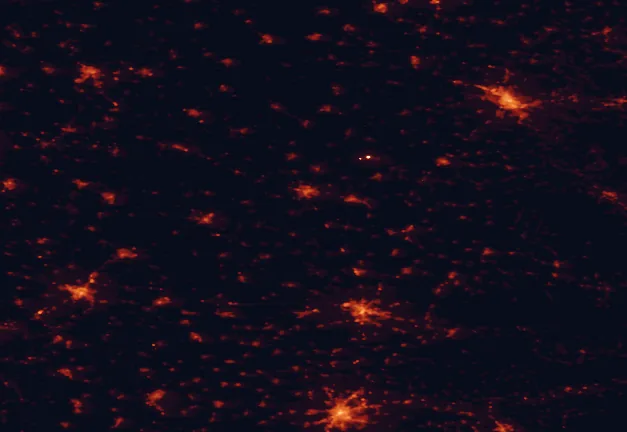 Satellite night-light map of the 100 km around Körös-Maros National Park, with Arad, Timişoara and Békéscsaba marked