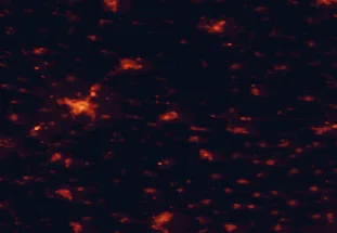 Satellite night-light map of the 50 km around Makó, with Szeged, Hódmezővásárhely and Kikinda marked