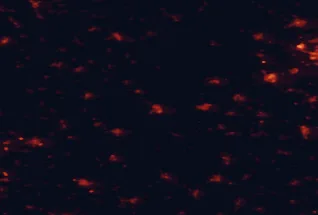 Satellite night-light map of the 50 km around Karcag, with Püspökladány, Hajdúszoboszló and Kisújszállás marked