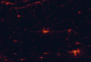 Satellite night-light map of the 50 km around Kaposvár, with Pécs, Dombóvár and Komló marked