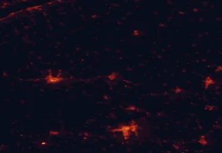 Satellite night-light map of the 50 km around Dombóvár, with Pécs, Kaposvár and Komló marked