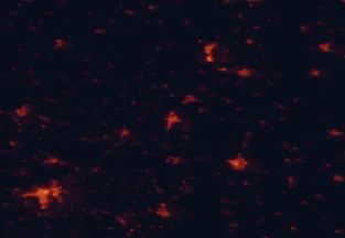 Satellite night-light map of the 50 km around Szekszárd, with Pécs, Baja and Tolna marked