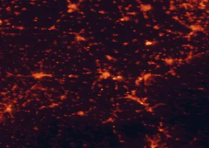 Satellite night-light map of the 50 km around Alessandria, with Asti, Pavia and Vigevano marked