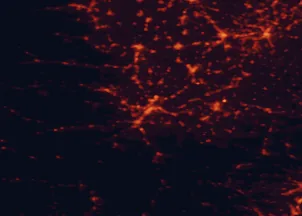 Satellite night-light map of the 50 km around Cuneo, with Mondovì, Borgo San Dalmazzo and Fossano marked