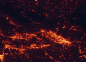 Satellite night-light map of the 50 km around Pistoia, with Florence, Prato and Pisa marked