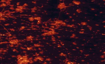 Satellite night-light map of the 50 km around Nijmegen, with Arnhem, Eindhoven and 's-Hertogenbosch marked