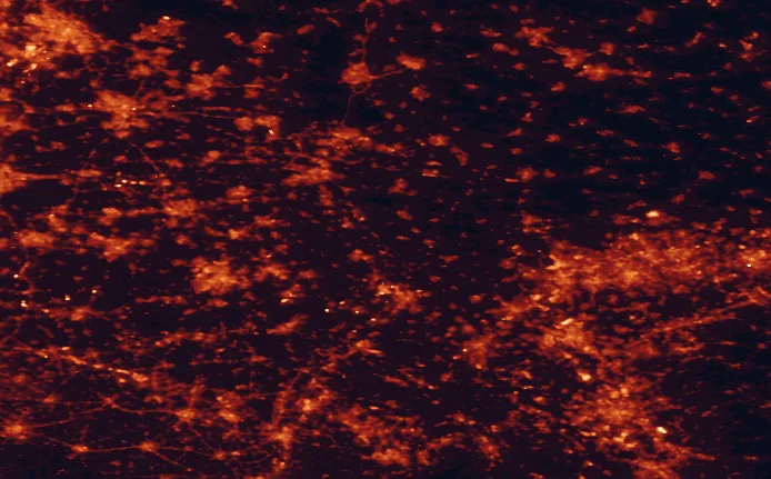 Satellite night-light map of the 100 km around De Maasduinen National Park, with Köln, Düsseldorf and Duisburg marked