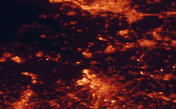 Satellite night-light map of the 50 km around Bergen op Zoom, with Antwerp, Breda and Roosendaal marked