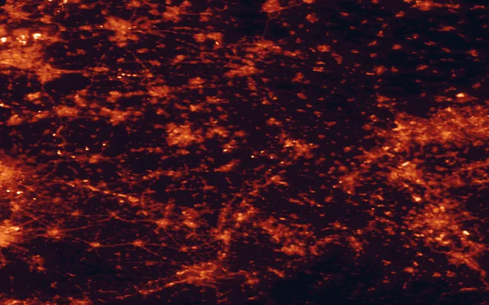 Satellite night-light map of the 100 km around De Groote Peel National Park, with Köln, Düsseldorf and Rotterdam marked