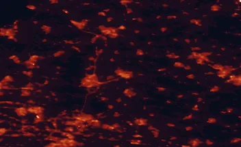 Satellite night-light map of the 50 km around Deventer, with Apeldoorn, Arnhem and Zwolle marked