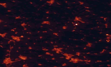 Satellite night-light map of the 50 km around Hardenberg, with Enschede, Zwolle and Almelo marked