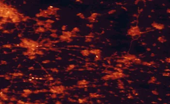 Satellite night-light map of the 50 km around Veenendaal, with Amsterdam, Utrecht and Amersfoort marked