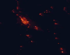 Satellite night-light map of the 50 km around Cambridge, with Hamilton, Te Awamutu and Morrinsville marked