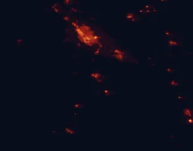 Satellite night-light map of the 50 km around Te Awamutu, with Hamilton, Cambridge and Tokoroa marked