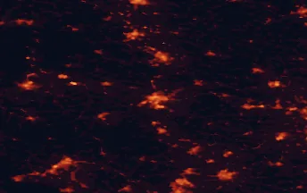 Satellite night-light map of the 50 km around Legnica, with Lubin, Jelenia Góra and Świdnica marked