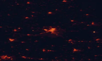 Satellite night-light map of the 50 km around Gorzów Wielkopolski, with Frankfurt (Oder), Międzyrzecz and Barlinek marked