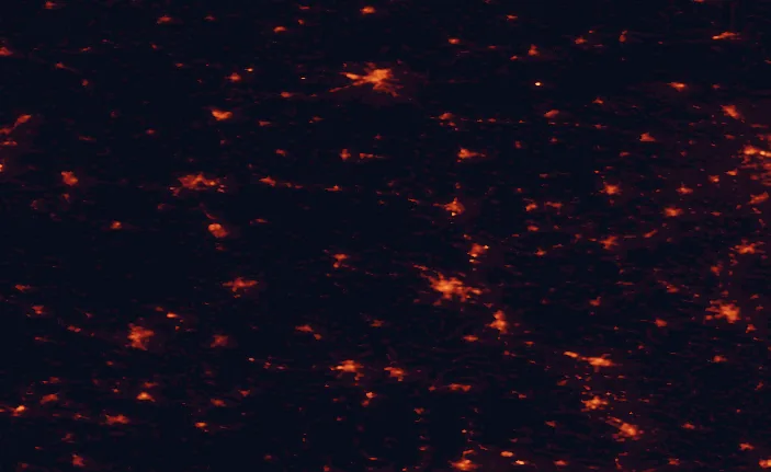 Satellite night-light map of the 100 km around Gryżyna Landscape Park, with Zielona Góra, Gorzów Wielkopolski and Cottbus marked