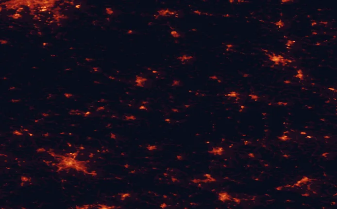 Satellite night-light map of the 100 km around Muskau Bend Landscape Park, with Dresden, Cottbus and Zielona Góra marked