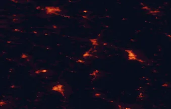 Satellite night-light map of the 50 km around Tarnobrzeg, with Stalowa Wola, Ostrowiec Świętokrzyski and Mielec marked