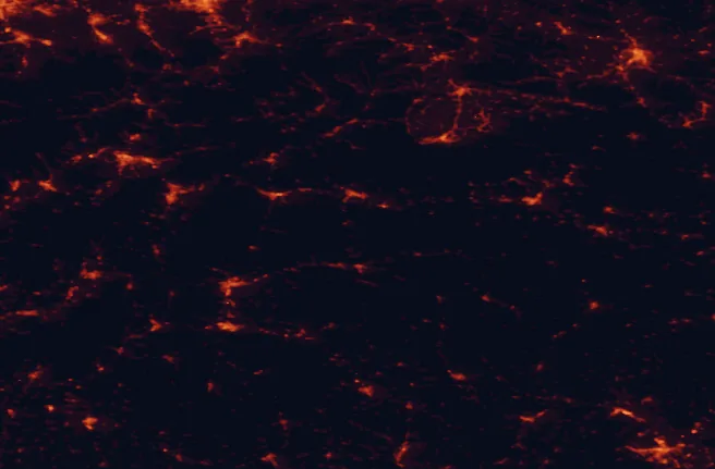Satellite night-light map of the 100 km around Low Tatras National Park, with Banská Bystrica, Miskolc and Žilina marked