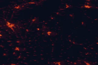 Satellite night-light map of the 50 km around Levice, with Nitra, Komárno and Nové Zámky marked