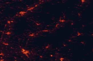 Satellite night-light map of the 50 km around Partizánske, with Nitra, Prievidza and Trenčín marked
