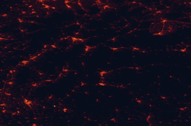 Satellite night-light map of the 100 km around the Veľká Fatra Dark Sky Park, with Banská Bystrica, Žilina and Martin marked