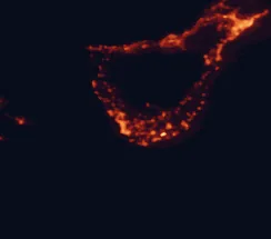 Satellite night-light map of the 50 km around Arona, with Santa Cruz de Tenerife, Adeje and La Laguna marked