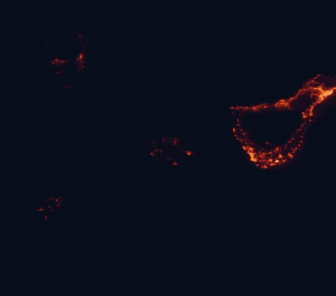Satellite night-light map of the 100 km around Garajonay National Park, with La Laguna, Arona and Adeje marked