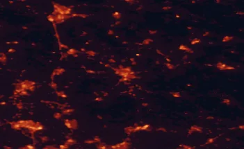Satellite night-light map of the 50 km around Cambridge, with Luton, Peterborough and Bedford marked