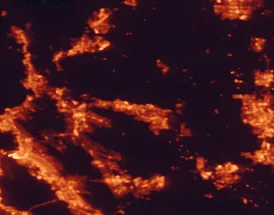 Satellite night-light map of the 50 km around Antioch, with Oakland, Stockton and Concord marked