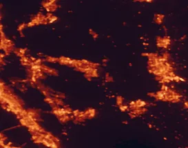Satellite night-light map of the 50 km around Brentwood, with Stockton, Antioch and Fremont marked